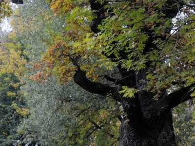 Старый дуб в тверском парке Воксал получил статус памятника живой природы - Новости ТИА