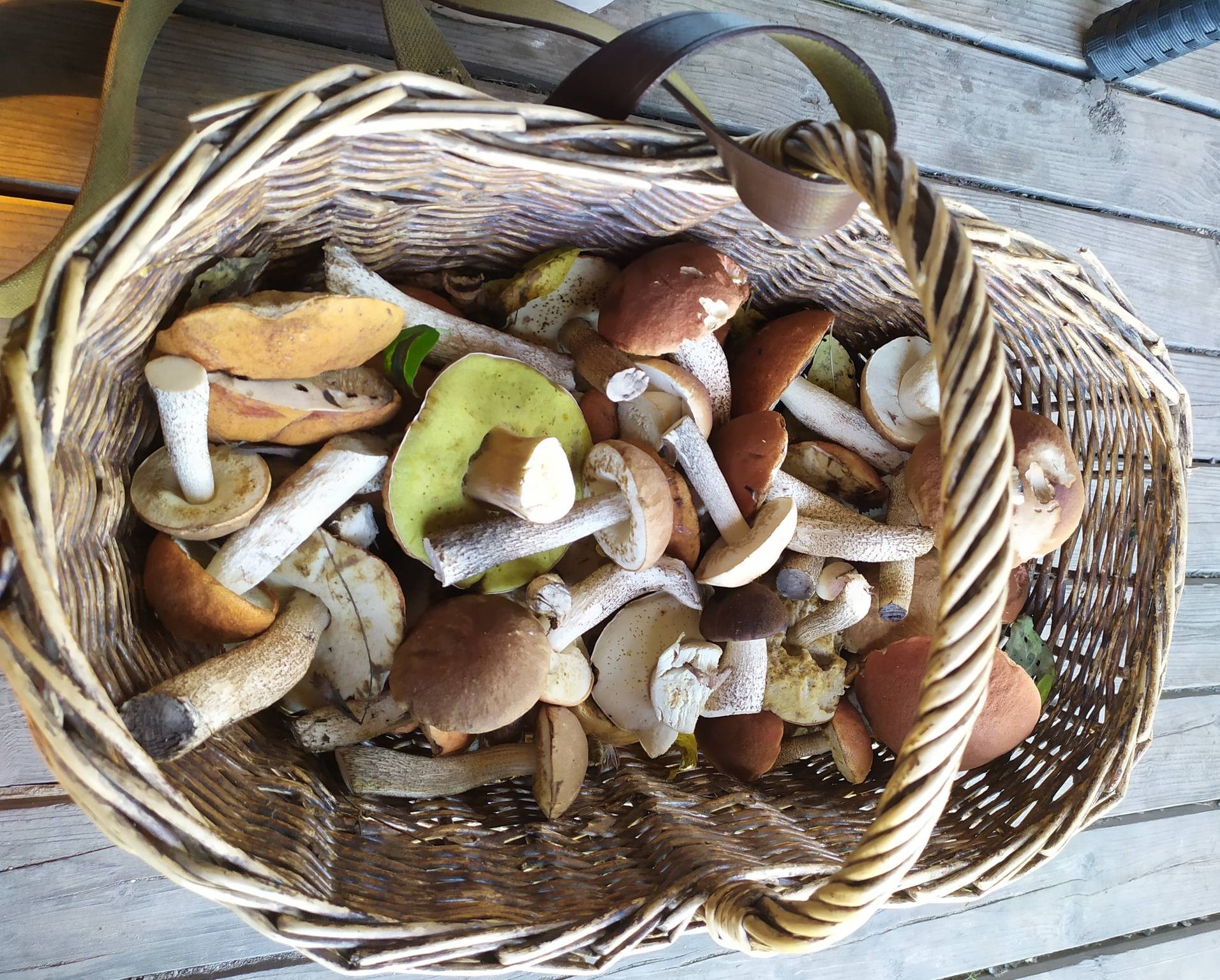 Грибы собранные утром. Сбор грибов. Насобирал грибов. Отравление грибами фото. Грибник.
