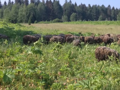 В Тверской области на борьбу с борщевиком вывели стадо овец - Новости ТИА