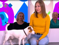 Тверичанка и её джек-рассел показали на Первом канале, как пёс может стать бухгалтером  - новости ТИА