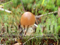 Жизнь дороже грибов: волонтёры рассказали, как вернуться из тверских лесов - Новости ТИА