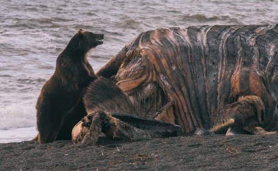 Тверской путешественник снял удивительное фото медведя, который ест кита - Новости ТИА