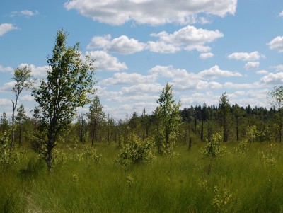 Тверская область полностью выполнила план по искусственному лесовосстановлению - Новости ТИА