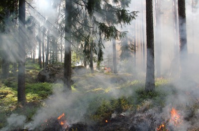 В Тверской области потушили десять лесных пожаров - новости ТИА