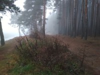 МЧС предупреждает о сильном тумане - Новости ТИА