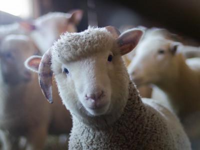 В Тверской области два парня не смогли украсть трёх овец и попались - новости ТИА
