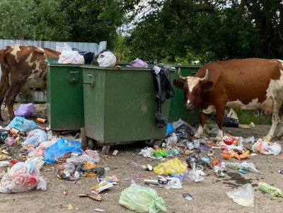 В Тверской области коровы пасутся на помойке - Новости ТИА