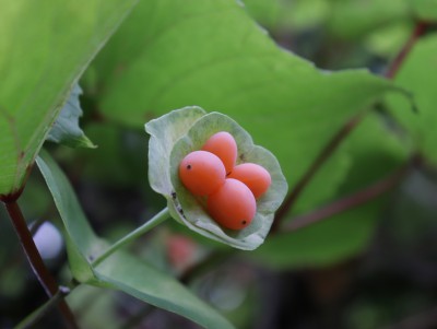 В ботаническому саду Твери появились брошки - лиана Каприфоль принесла плоды - новости ТИА
