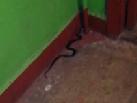 В Твери в подъезд жилого дома заползла змея - Новости ТИА