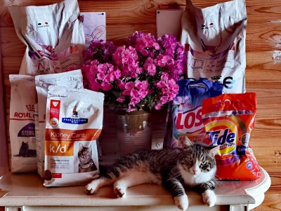 Приюту для кошек "Оськин дом" привезли подарки - новости ТИА
