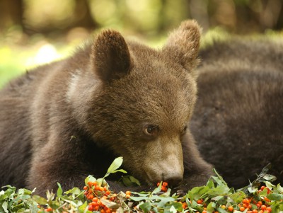 В Тверской области ветеринары осмотрели медвежат перед выпуском на волю - новости ТИА