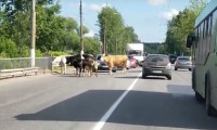 На Московском шоссе в Твери из-за коров произошёл затор - Новости ТИА