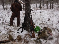 В Тверской области браконьеры убили лося - Новости ТИА