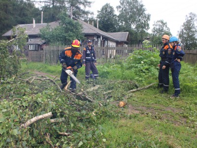 Тверские волонтеры решили вопрос с деревом, на которое пожаловались президенту - Новости ТИА