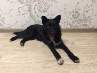 Нужна помощь этому милому созданию!)) - Народные Новости ТИА