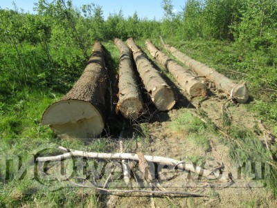 В Тверской области предприятие за вырубленный лес заплатило 2,5 млн рублей - новости ТИА