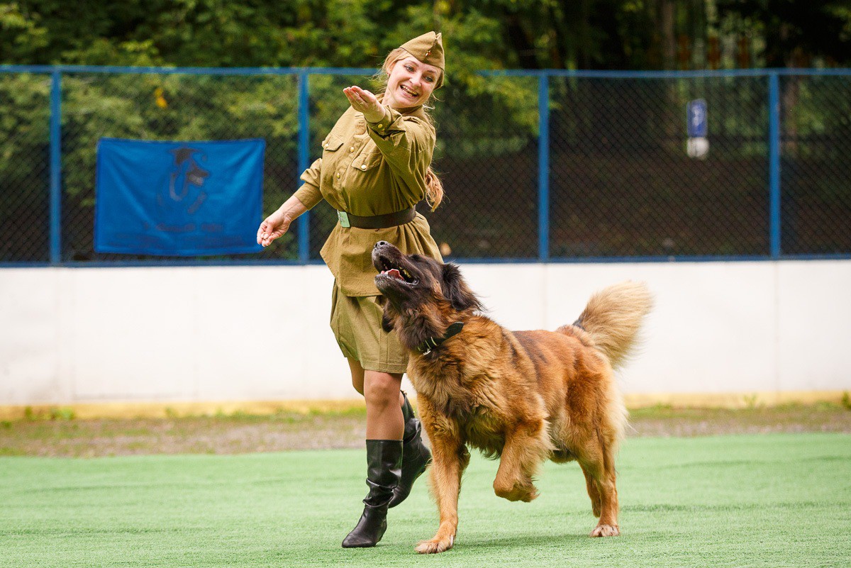 Redkaya Poroda Sobak V Tveri Leonberger Carina Tancuet Vmeste So Svoej Hozyajkoj Ninoj Nikolaevoj