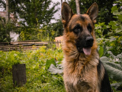 В Твери владельцы собак просят помощи в борьбе с догхантерами - Новости ТИА