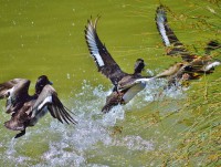 В Конце апреля в Тверской области начнётся охота на водоплавающих птиц - Новости ТИА