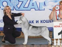 Дарье Козловой, оставившей умирать хаски в багажнике, РКФ пожизненно запретила заниматься собаками - Новости ТИА