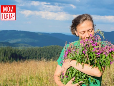 Вырастить иван-чай на земле проекта "Мой гектар" - Новости ТИА