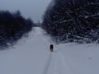 В Тверской области жители заблокированы в деревне, так как не чистят снег - Народные Новости ТИА