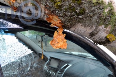 Женщина отсудила у администрации ущерб за разбитую упавшим деревом машину - Новости ТИА