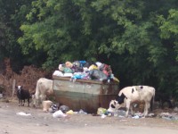 В Кимрах домашние животные пасутся на помойке и едят мусор - новости ТИА