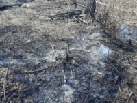 В МЧС сообщили о тлении лесной подстилки в Конаковском районе - новости ТИА