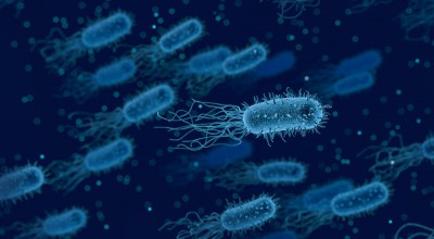 Пищевые отравления летом: виды опасных бактерий и способы борьбы  - новости ТИА