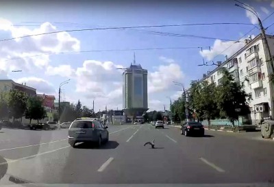 Респект: в Твери водитель остановил движение ради птенца чайки - Новости ТИА