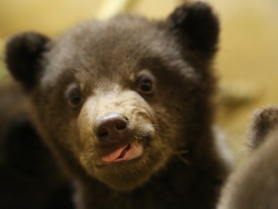 В Центре спасения медвежат-сирот поделили малышей - Новости ТИА