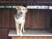 В Твери 8 августа будут собирать помощь для животных из приюта в Больших Перемерках - Новости ТИА