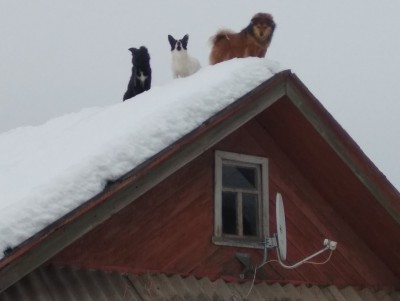 В Волочке трое приятелей залезли на крышу и облаивали прохожих - Новости ТИА