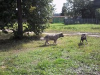 Полиция отказала в возбуждении уголовного дела по факту укусов бешеной собакой нескольких человек - Новости ТИА