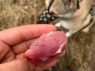 В Твери догхантеры подбрасывают собакам мясо с иголками  - новости ТИА
