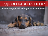 Жителей Тверской области просят скинуться по 10 рублей на помощь бездомным животным - новости ТИА