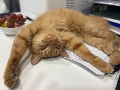 Музейный кот Куар из Твери примет участие в шоу Первого канала - новости ТИА
