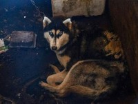 Без права на спасение. Зоозащитники обнаружили ещё один концлагерь для животных в Тверской области - Новости ТИА