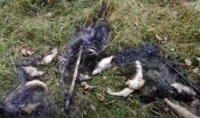 В Тверской области браконьеры расставили сети и загубили стерлядь  - Новости ТИА
