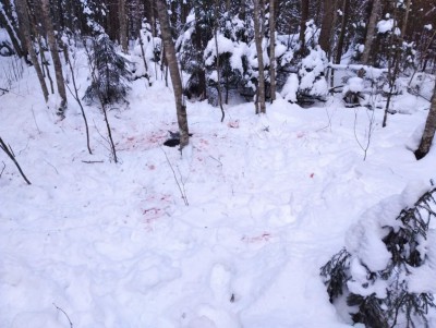 В Тверской области по горячим следам полицейские поймали браконьера - Новости ТИА