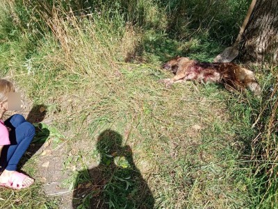 В Тверской области пёс погиб, защищая ребёнка - новости ТИА