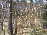 В Тверской области в лесу нашли тело молодого мужчины  - Новости ТИА