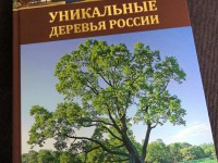 Сосна из Тверской области может стать Главным деревом России - Новости ТИА