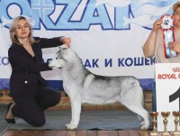 Трагедия с задохнувшимися хаски в Твери побудила собаководов России создать свой Кодекс этики - Новости ТИА