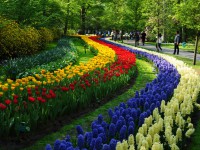 В Тверском горсаду посадят 34 тысячи тюльпанов, нарциссов, крокусов и мускари - Новости ТИА