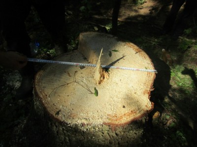 За вырубку 23 деревьев житель Тверской области пошёл под суд - новости ТИА