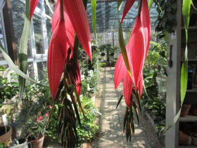 В ботаническом саду Твери цветут тропические бромелии "Слёзы Королевы" - Новости ТИА