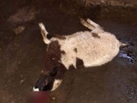 Полиция выехала на ферму в Тверской области, где массово погибают животные - новости ТИА