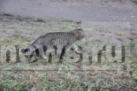 Жители Ржева сообщают о живодерах, которые массово травят кошек - Новости ТИА